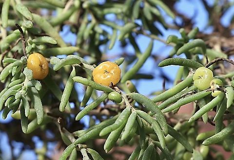 Barrier saltbush - Enchylaena tomentosa  Australia,Barrier saltbush,Eamw flora,Enchylaena tomentosa,Fall,Geotagged