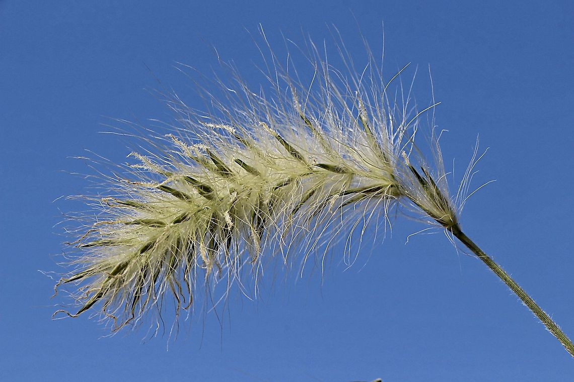 Feather grass -  Cenchrus longisetus Long-style feather grass is native to northern Africa and the Arabian Peninsula. Australia,Cenchrus longisetus,Eamw flora,Fall,Feathertop,Geotagged