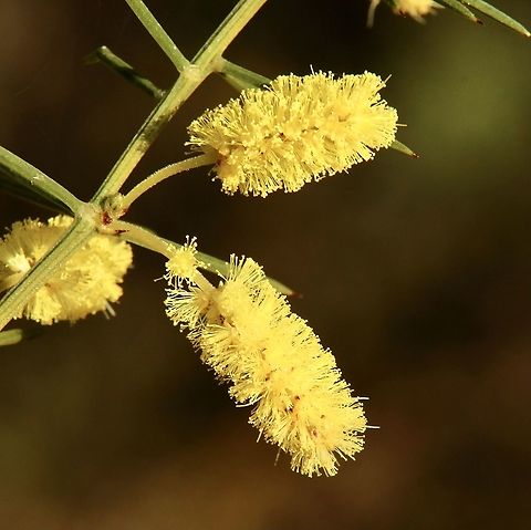 Prickly Moses -  Acacia verticillata Very prickly leaves/spines indeed. Acacia verticillata,Australia,Eamw flora,Geotagged,Prickly moses,Summer