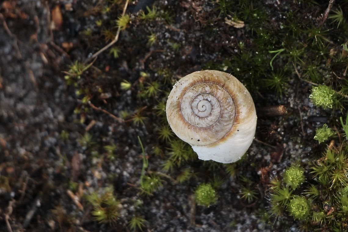 Cupedora bednalli Land snail ( shell) found in banksia-heath habitat. Australia,Cupedora bednalli,Geotagged,Summer,eamw terrestrial snails