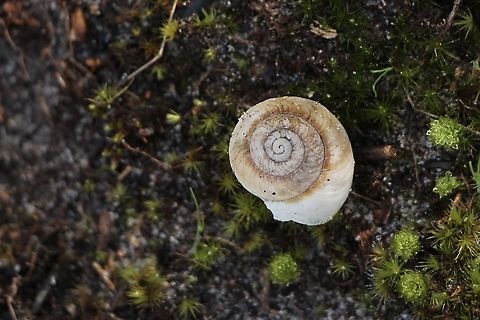 Cupedora bednalli Land snail ( shell) found in banksia-heath habitat. Australia,Cupedora bednalli,Geotagged,Summer,eamw terrestrial snails