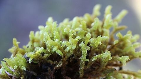 Cypress-leaved plaitmoss - Hypnum cupressiforme  Australia,Cypress-leaved plaitmoss,Eamw flora,Geotagged,Hypnum cupressiforme,Summer