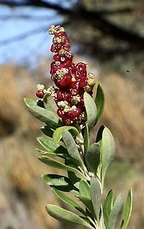 Sea berry Saltbush - Chenopodium candolleanum ( Change in name from Rhagodia candolleana to Chenopodium candolleanum) The ripe berries tast quite good. Australia,Chenopodium candolleanum,Eamw flora,Fall,Geotagged,Seaberry Saltbush