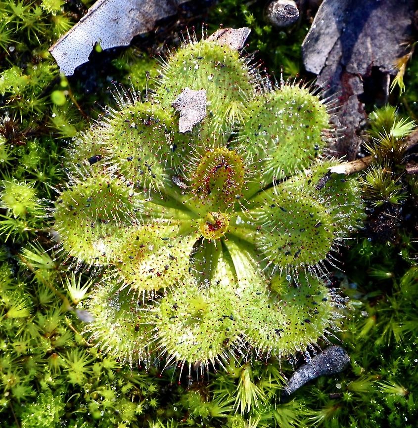 Whittaker&lsquo;s Sundew - Drosera whittakeri Spotted 29.7.2021 Australia,Drosera whittakeri,Eamw flora,Eamw sundews,Geotagged,Whittaker's Sundew,Winter