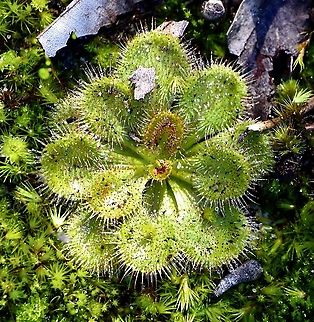 Whittaker&lsquo;s Sundew - Drosera whittakeri Spotted 29.7.2021 Australia,Drosera whittakeri,Eamw flora,Eamw sundews,Geotagged,Whittaker's Sundew,Winter