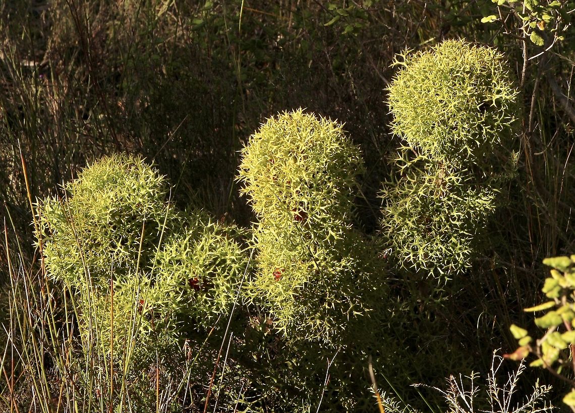 Horny Cone- Bush - Isopogon ceratophyllus Spotted on the 29.7.2021<br />
Just starting to flower, some red flowers are visual in the centres of the cones. Australia,Eamw flora,Geotagged,Horny cone-bush,Isopogon ceratophyllus,Summer