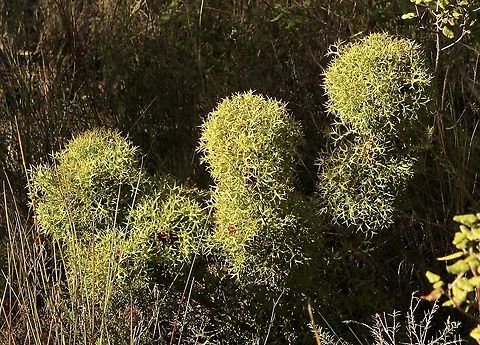Horny Cone- Bush - Isopogon ceratophyllus Spotted on the 29.7.2021
Just starting to flower, some red flowers are visual in the centres of the cones. Australia,Eamw flora,Geotagged,Horny cone-bush,Isopogon ceratophyllus,Summer
