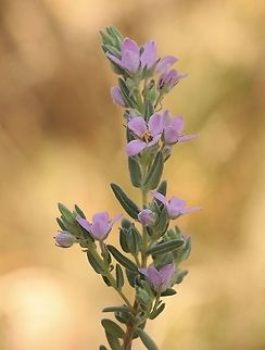 Pink zieria - Zieria veronicea  Australia,Eamw flora,Geotagged,Pink zieria,Summer,Zieria veronicea