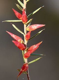 Flame Heath - Stenanthera conostephioides Possibly name changed to Astroloma conostephioides  Australia,Eamw flora,Flame heath,Geotagged,Stenanthera conostephioides,Summer