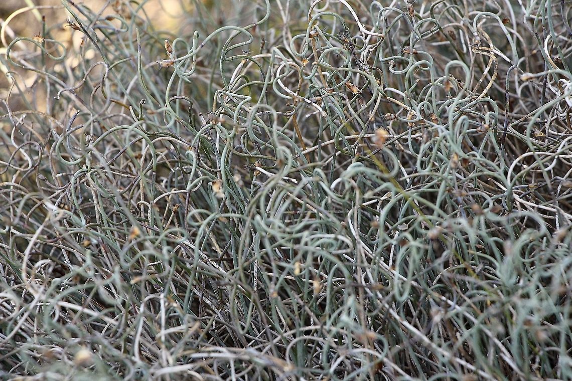 Scale Shedder - Lepidobolus drapetocoleus Perennial, dioecious herbs. Rhizomes creeping. Stems yellowish-green, thin and wiry, unbranched, slightly flexuose. Leaves reduced to very deciduous sheathing bracts leaving distinct dark annular scars. Male and female inflorescences dissimilar; male inflorescence subglobular; female inflorescence cylindric. <br />
<br />
<a href="https://vicflora.rbg.vic.gov.au/flora/taxon" rel="nofollow">https://vicflora.rbg.vic.gov.au/flora/taxon</a> Australia,Eamw flora,Geotagged,Lepidobolus drapetocoleus,Scale Shedder,Summer