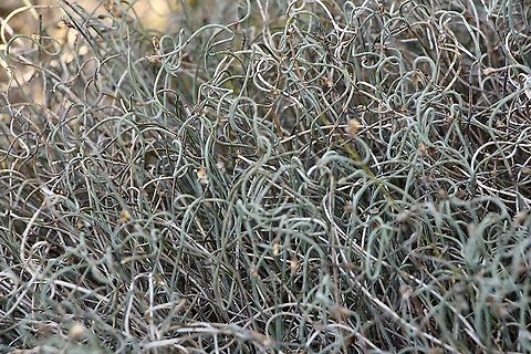 Scale Shedder - Lepidobolus drapetocoleus Perennial, dioecious herbs. Rhizomes creeping. Stems yellowish-green, thin and wiry, unbranched, slightly flexuose. Leaves reduced to very deciduous sheathing bracts leaving distinct dark annular scars. Male and female inflorescences dissimilar; male inflorescence subglobular; female inflorescence cylindric. 

https://vicflora.rbg.vic.gov.au/flora/taxon Australia,Eamw flora,Geotagged,Lepidobolus drapetocoleus,Scale Shedder,Summer