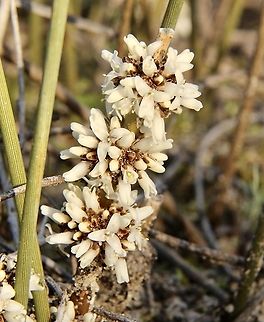 Lomandra juncea  Australia,Geotagged,Lomandra juncea,Summer,eamw