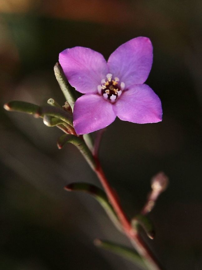 Slender Boronia - Boronia filifolia  Australia,Boronia filifolia,Eamw flora,Geotagged,Slender boronia,Summer