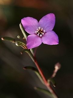 Slender Boronia - Boronia filifolia  Australia,Boronia filifolia,Eamw flora,Geotagged,Slender boronia,Summer