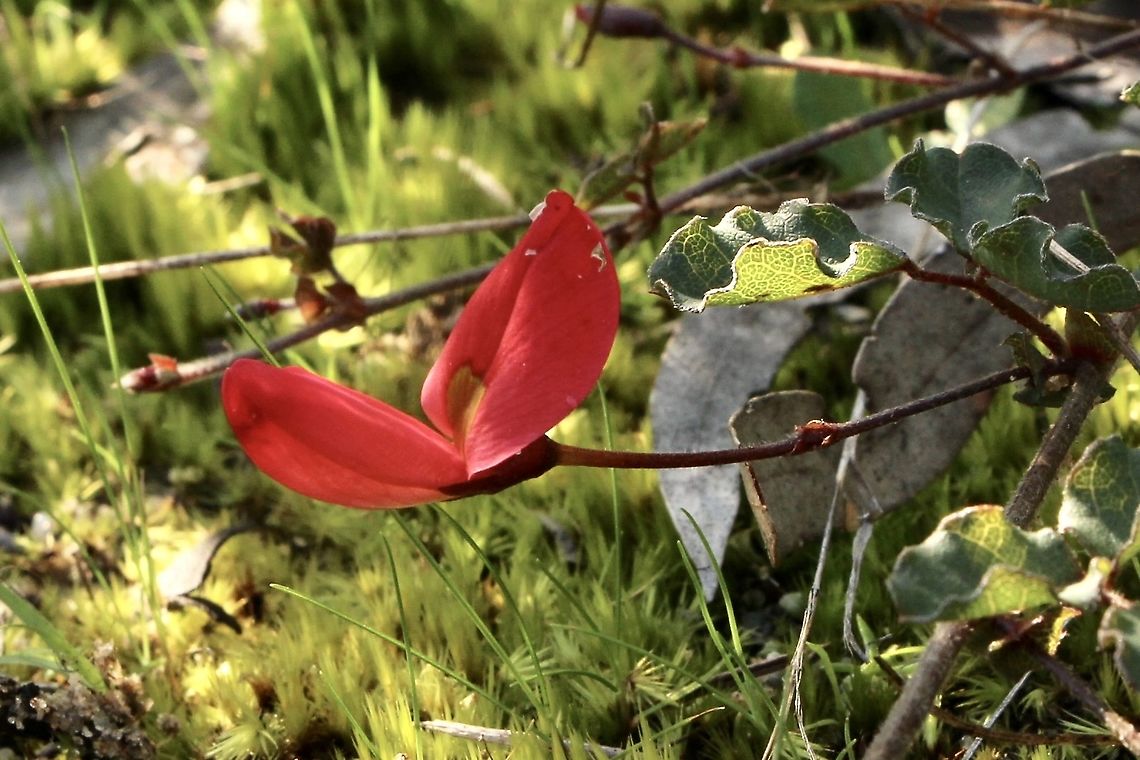 Running postman - Kennedia prostrata Date of spotting is 2.8.2021 Australia,Eamw flora,Eamw native pea,Geotagged,Kennedia prostrata,Running postman,Summer