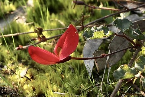Running postman - Kennedia prostrata Date of spotting is 2.8.2021 Australia,Eamw flora,Eamw native pea,Geotagged,Kennedia prostrata,Running postman,Summer
