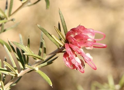 Lavender grevillea - Grevillea lavandulacea Grevillea lavandulacea can cross breed with G. rosmarinifolia and can be confused as such. However it is listed as the only Grevillea species in Cox scrub conservation park. Australia,Eamw flora,Geotagged,Grevillea lavandulacea,Lavender grevillea,Summer