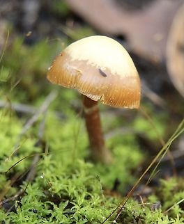 Genus : Galerina Spotted 2.8.2021 Australia,Geotagged,Summer,eamw fungi