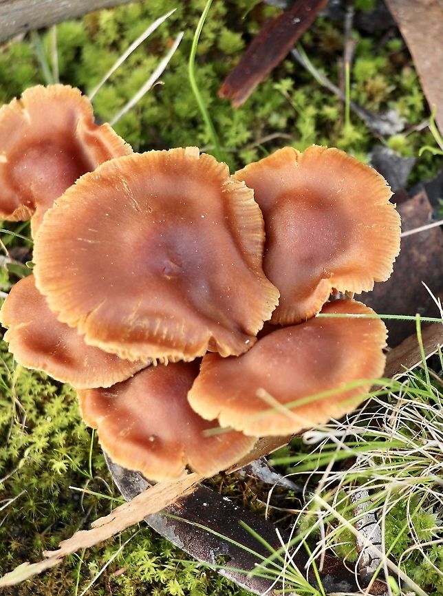 Genus : Laccaria ? Spotted 2.8.2o21 Australia,Eamw fungi,Geotagged,Summer