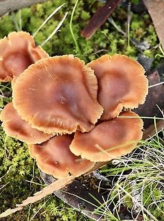 Genus : Laccaria ? Spotted 2.8.2o21 Australia,Eamw fungi,Geotagged,Summer