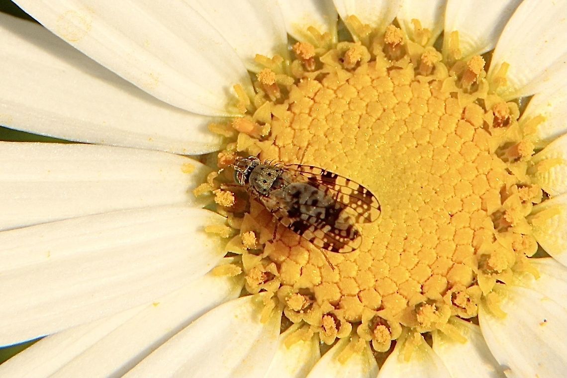 Australian fruit fly - Austrotephritis poenia Observed feeding on species of cultivated garden Daisy. <br />
Identification by INaturalist. Australian Fruit Fly,Australian fruit fly,Austrotephritis poenia,Tephritis poenia,Winter,eamw flies