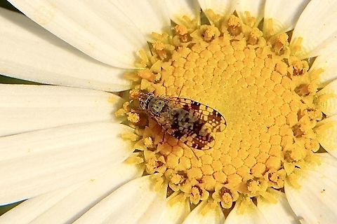 Australian fruit fly - Austrotephritis poenia Observed feeding on species of cultivated garden Daisy. 
Identification by INaturalist. Australian Fruit Fly,Australian fruit fly,Austrotephritis poenia,Tephritis poenia,Winter,eamw flies