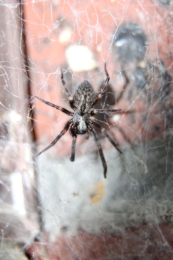 Black house spider - Badumna insignis Found in its rather messy web. Australia,Badumna insignis,Black house spider,Eamw spiders,Geotagged,Winter
