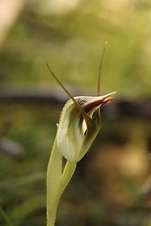 Maroonhood orchid - Pterostylis pedunculata Growing along a sandy trail. Approximate size of plant between 100 mm to 200 mm. Australia,Eamw flora,Eamw orchids,Geotagged,Maroonhood,Orchids August,Pterostylis pedunculata,Winter