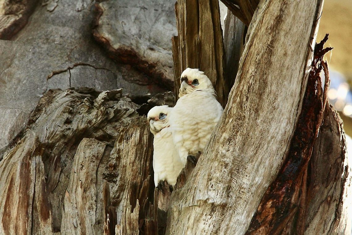 Little Corella - Cacatua sanguinea Two youngsters waiting patiently  in front of their hollow in an big old gum tree , for their parents return with food.<br />
The arrival of mum and dad was alwise greeted with a lot of screeching by the young birds. Australia,Birds Mount Magnificent,Cacatua sanguinea,Eamw birds,Geotagged,Little Corella,Winter