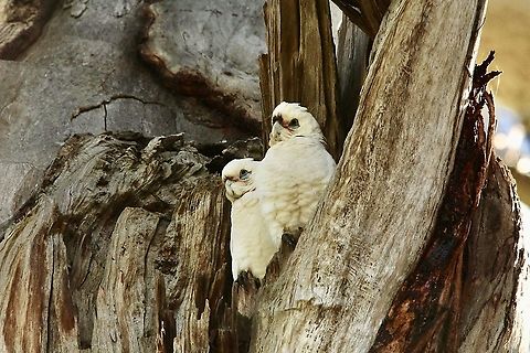 Little Corella - Cacatua sanguinea Two youngsters waiting patiently  in front of their hollow in an big old gum tree , for their parents return with food.
The arrival of mum and dad was alwise greeted with a lot of screeching by the young birds. Australia,Birds Mount Magnificent,Cacatua sanguinea,Eamw birds,Geotagged,Little Corella,Winter