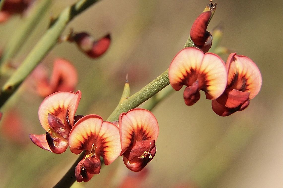 Leafless Bitter-Pea - Daviesia brevifolia  Australia,Daviesia brevifolia,Eamw flora,Eamw native pea,Geotagged,Leafless Bitter-Pea,Winter