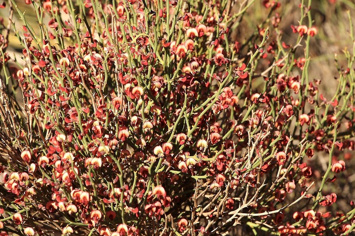 Leafless Bitter - Pea Bitter -Pea bush in full flower. Australia,Daviesia brevifolia,Eamw flora,Eamw native pea,Geotagged,Leafless Bitter-Pea,Winter