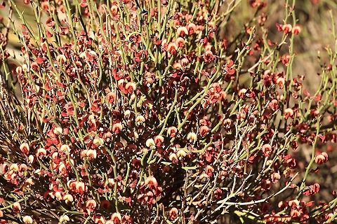 Leafless Bitter - Pea Bitter -Pea bush in full flower. Australia,Daviesia brevifolia,Eamw flora,Eamw native pea,Geotagged,Leafless Bitter-Pea,Winter