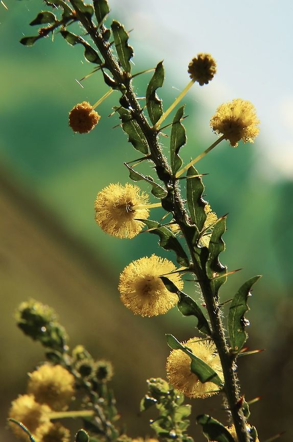 Kangaroo Thorn - Acacia paradoxa Very prickly. Acacia paradoxa,Australia,Eamw flora,Geotagged,Kangaroo Thorn,Winter