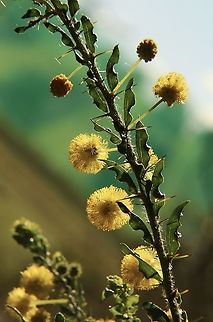 Kangaroo Thorn - Acacia paradoxa Very prickly. Acacia paradoxa,Australia,Eamw flora,Geotagged,Kangaroo Thorn,Winter