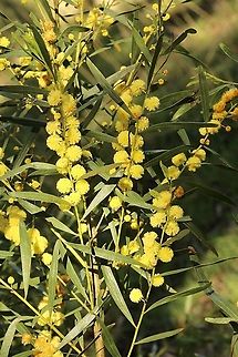 Varnish wattle - Acacia verniciflua  Acacia verniciflua,Australia,Eamw flora,Geotagged,Winter