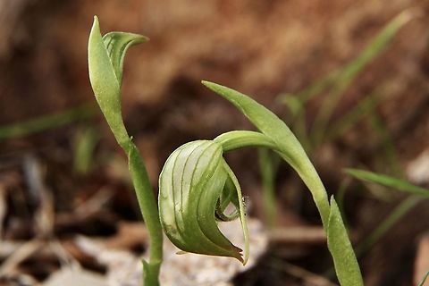Nodding Greenhood - Pterostylis nutans  Australia,Eamw flora,Eamw orchids,Finniss Conservation park,Nodding Greenhood,Orchids August,Pterostylis nutans,Winter
