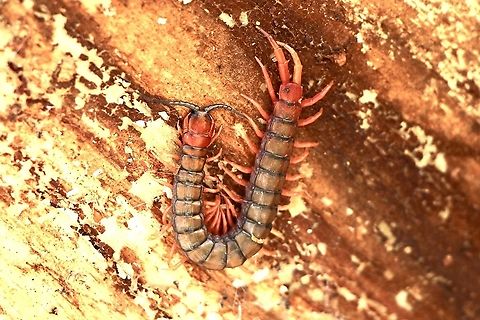 Orange - footed Centipede - Cormocephalus aurantiipes Approximately 120 mm long , hiding under bark of a eucalyptus tree. Cormocephalus aurantiipes,Orange-footed Centipede,ramen centipede