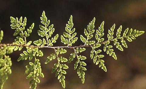 Rock Fern - Cheilanthes austrotenuifolia Underside of Rock Fern frond. Australia,Cheilanthes austrotenuifolia,Eamw flora,Geotagged,Rock Fern,Winter