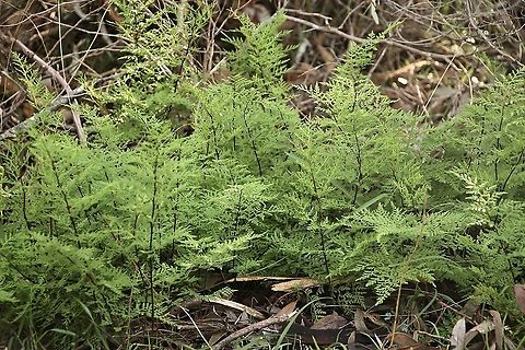 Rock Fern - Cheilanthes austrotenuifolia Lovely small Fern ,growing at a hillside with a water soak. Australia,Cheilanthes austrotenuifolia,Eamw flora,Geotagged,Rock Fern,Winter