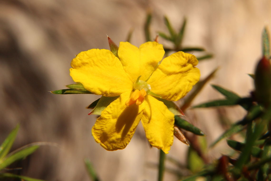 Prickly Guinea-Flower, Australia - Hibbertia exutiacies  Australia,Eamw flora,Geotagged,Hibbertia exutiacies,Prickly Guinea-Flower,Winter