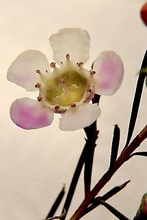 Geraldton wax - Chamelaucium uncinatum Endemic to south-western Australia ,but commonly used in other states as a ornamental garden plant. Also cultivated into many varieties for the nursery trade. Australia,Chamelaucium uncinatum,Eamw flora,Geotagged,Geraldton wax,Winter