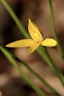 Tiny Star - Pauridia glabella A small lily with grass like leaves. The petals are usually in a star formation ,but this one had them a bit deformed. Australia,Eamw flora,Geotagged,Pauridia glabella,Tiny Star,Winter