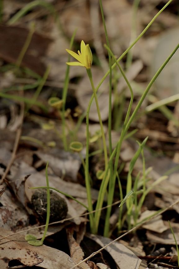 Tiny Star - Pauridia glabella Small lily about 20 mm high, with it&rsquo;s grass like leaves Australia,Eamw flora,Geotagged,Pauridia glabella,Tiny Star,Winter