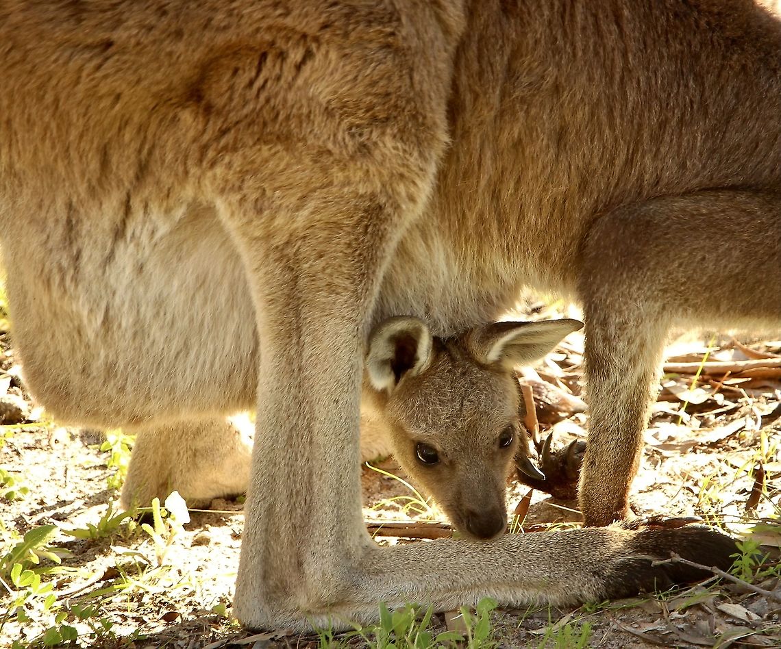 Western grey kangaroo - Macropus fuliginosus Almost ready to be independent from mum&rsquo;s pouch. Australia,Eamw macropods,Geotagged,Macropus fuliginosus,Western grey kangaroo,Winter