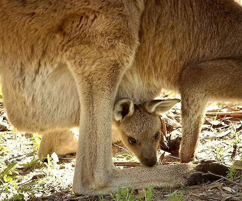 Western grey kangaroo - Macropus fuliginosus Almost ready to be independent from mum’s pouch. Australia,Eamw macropods,Geotagged,Macropus fuliginosus,Western grey kangaroo,Winter