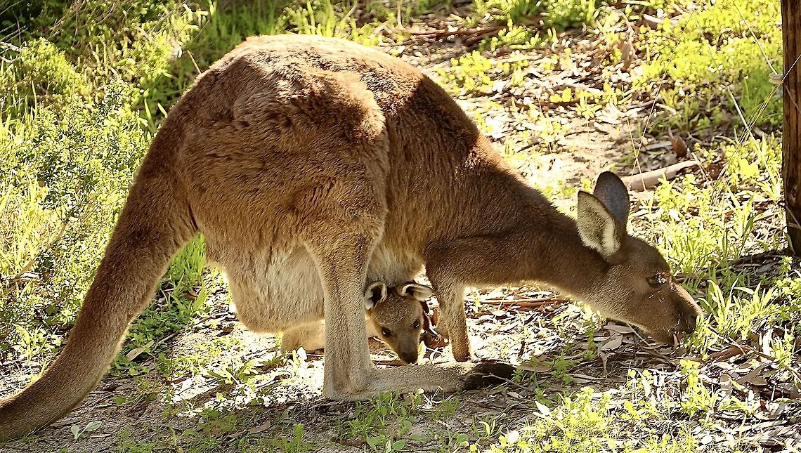 Western grey kangaroo - Macropus fuliginosus Mum and me Eamw macropods,Geotagged,Macropus fuliginosus,Summer,Western grey kangaroo