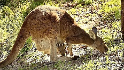 Western grey kangaroo - Macropus fuliginosus Mum and me Eamw macropods,Geotagged,Macropus fuliginosus,Summer,Western grey kangaroo
