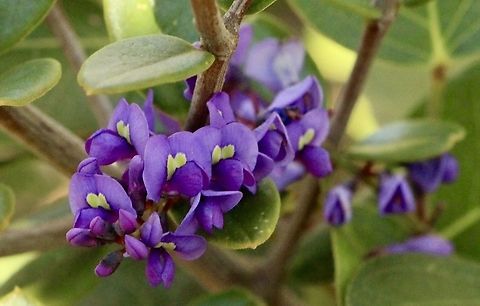 Happy Wanderer - Hardenbergia violacea  Australia,Eamw flora,Eamw native pea,Geotagged,Happy Wanderer,Hardenbergia violacea,Winter