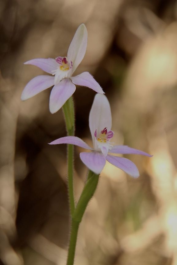 Pink Fairy Orchid - Caladenia latifolia Verry variable in colouration. Aldinga scrub conservation park,Australia,Caladenia latifolia,Eamw flora,Eamw orchids,Geotagged,Orchids August,Pink Fairy Orchid,Winter